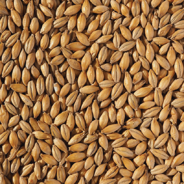 Barley Malt